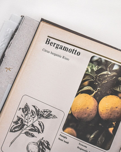 Orto Parisi Bergamask