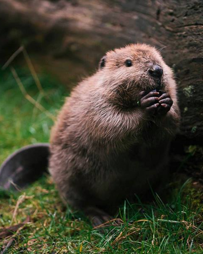 Zoologist Beaver