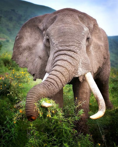 Zoologist Elephant